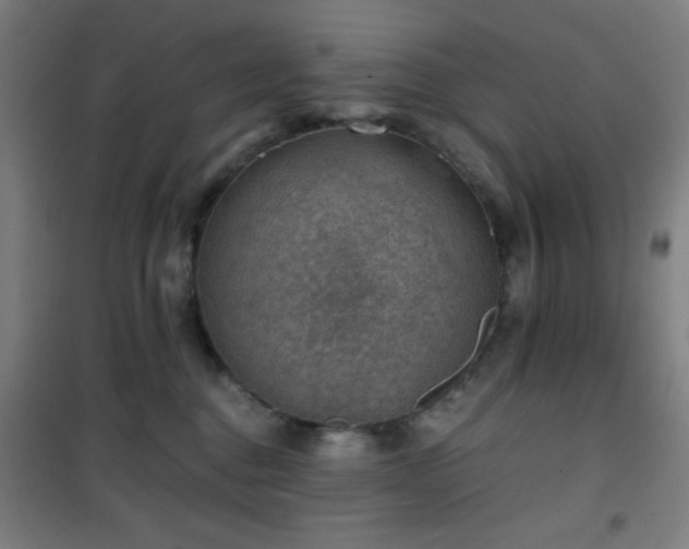 X0000101650376200807101237