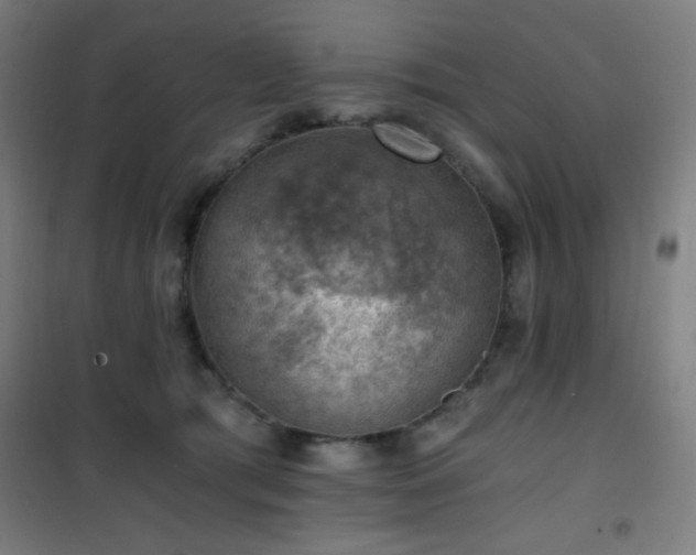 X0000101650417200807101236