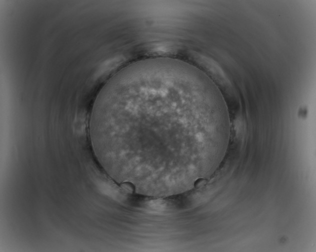 X0000101650423200807101236