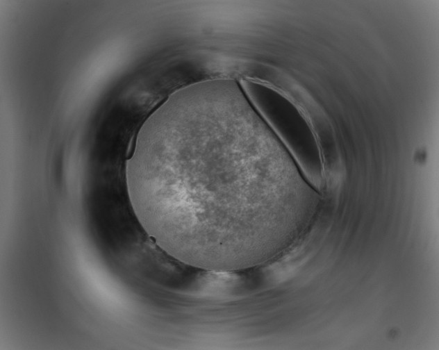 X0000101650429200807101236