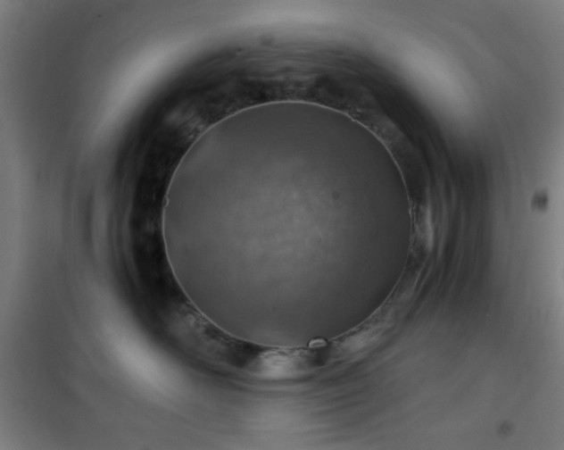 X0000101650526200807101234