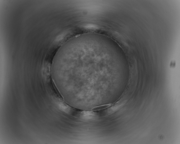 X0000101650528200807101234