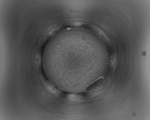 X0000101650568200807101234