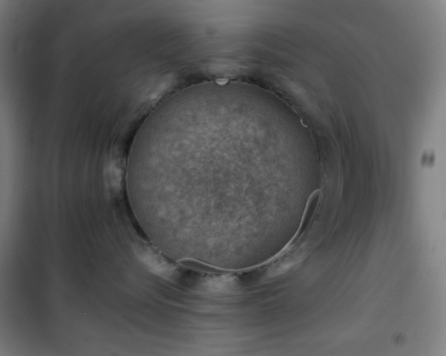 X0000101650576200807101234