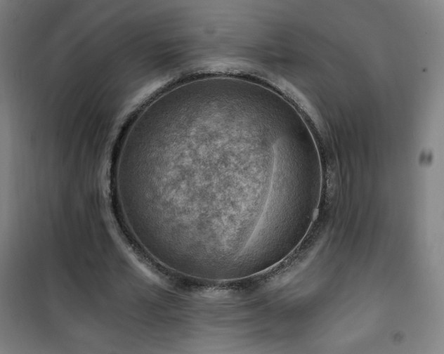 X0000101650581200807101233