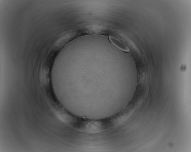 X0000101650599200807101233