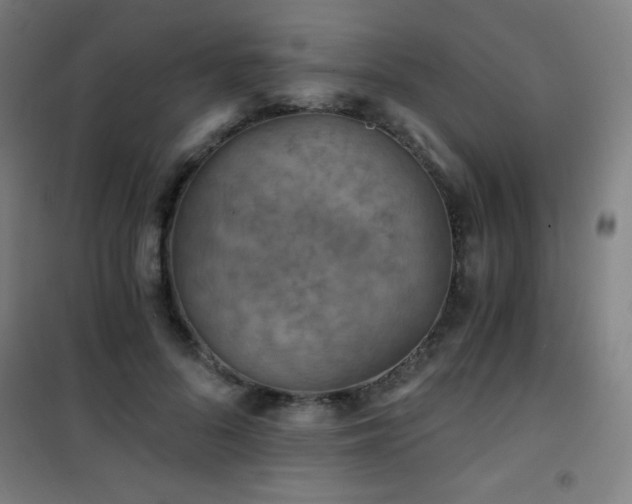 X0000101650696200807101232