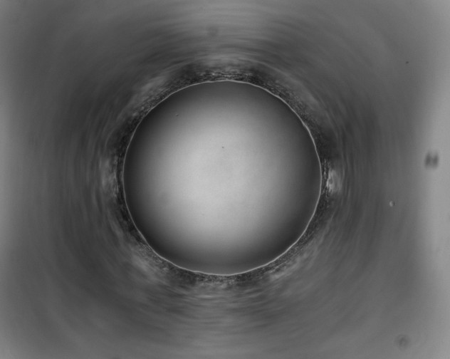 X0000101650771200807101230