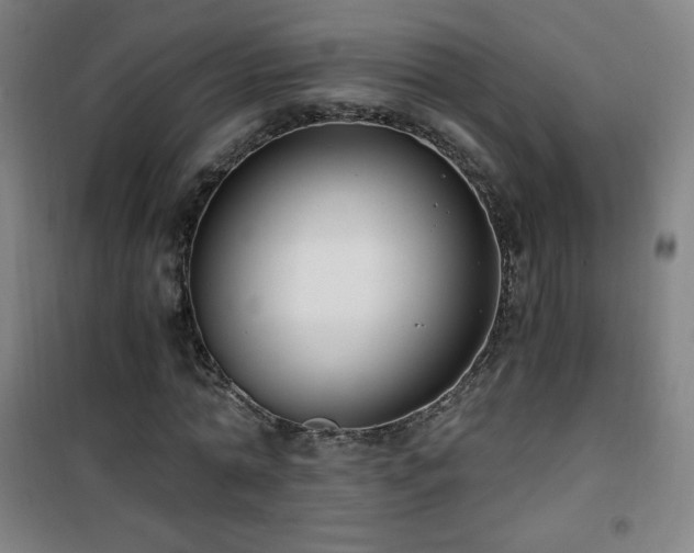 X0000101650774200807101230