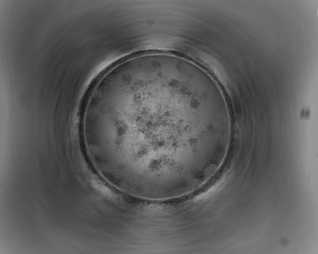 X0000101650779200807101230