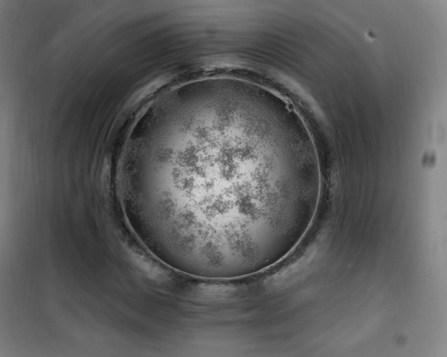 X0000101650825200807101229