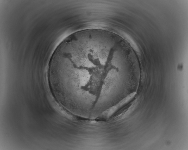 X0000101650899200807101229