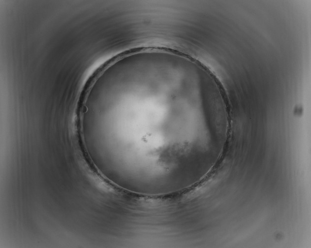 X0000101650928200807101228