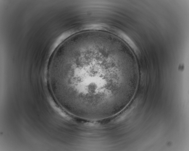 X0000101650994200807101227