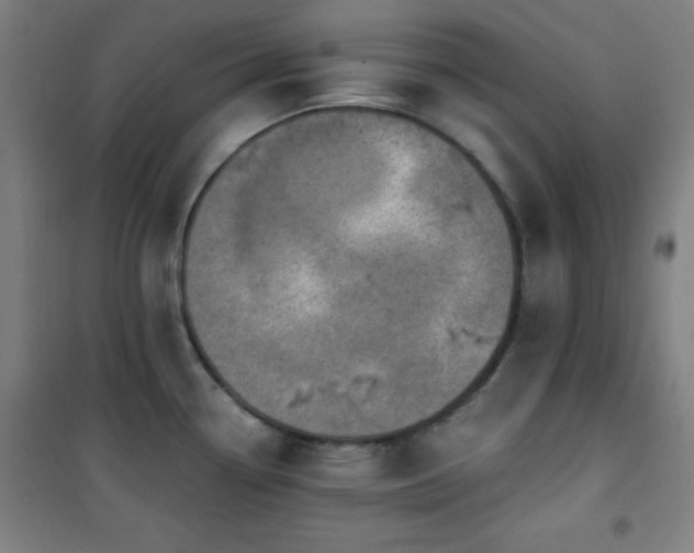 X0000101651338200807101222