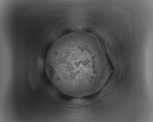 X0000101650699200807171253