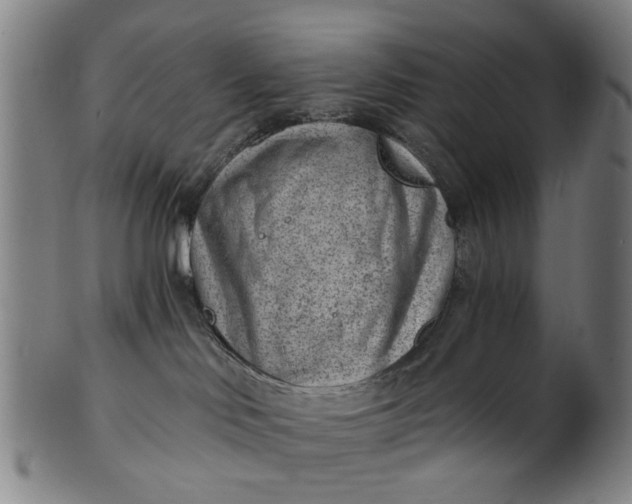 X0000101650046200807241405