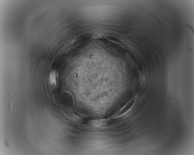 X0000101650094200807241405