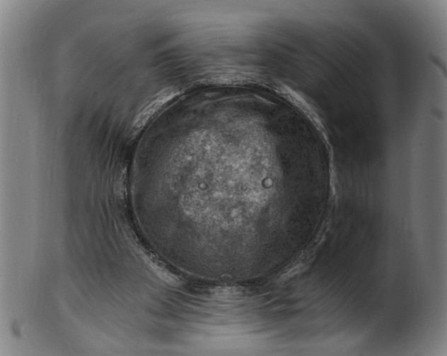 X0000101650105200807241404