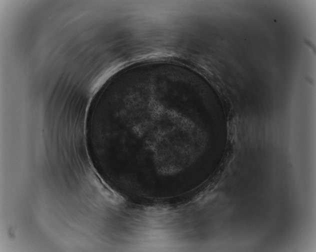 X0000101650196200807241403