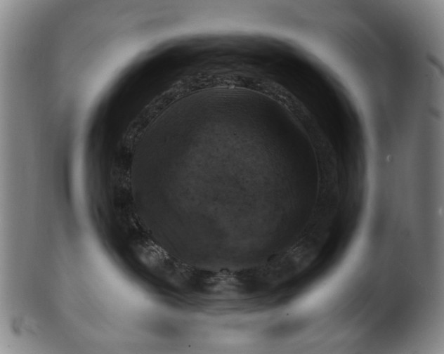 X0000101650239200807241402