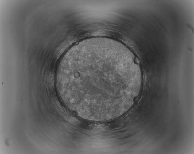 X0000101650297200807241401