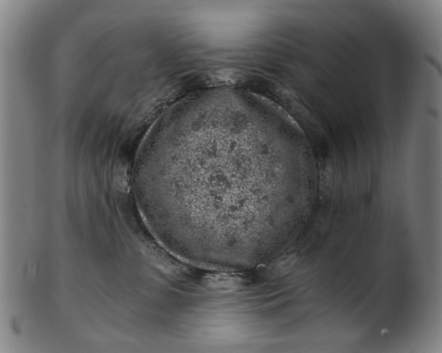 X0000101650331200807241400