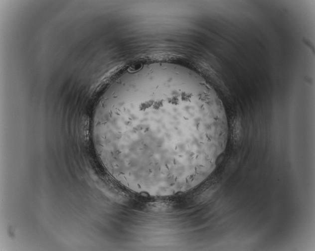 X0000101650356200807241400