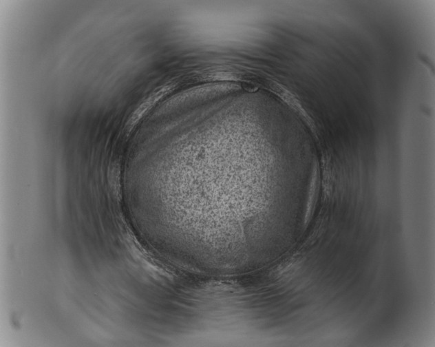 X0000101650386200807241400