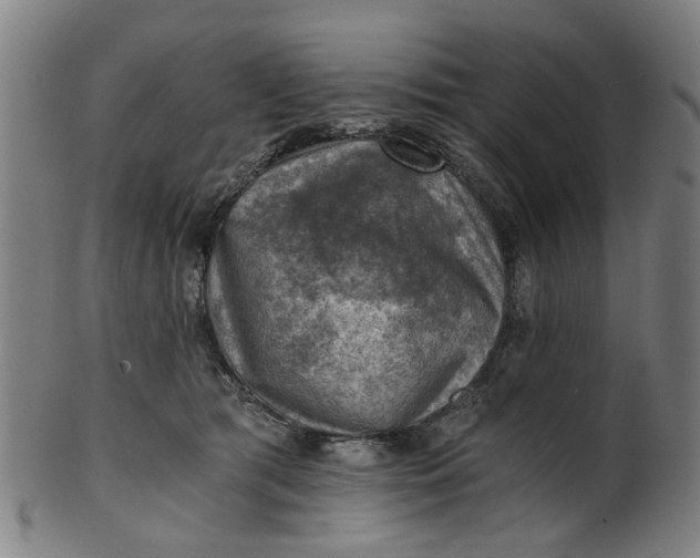 X0000101650417200807241359