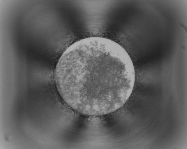 X0000101650419200807241359