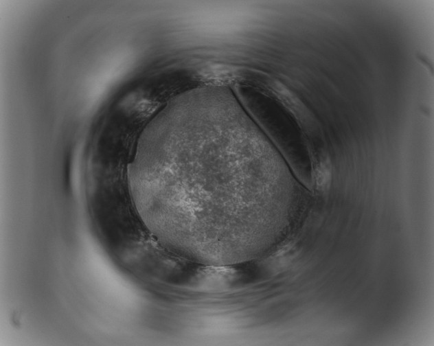 X0000101650429200807241359