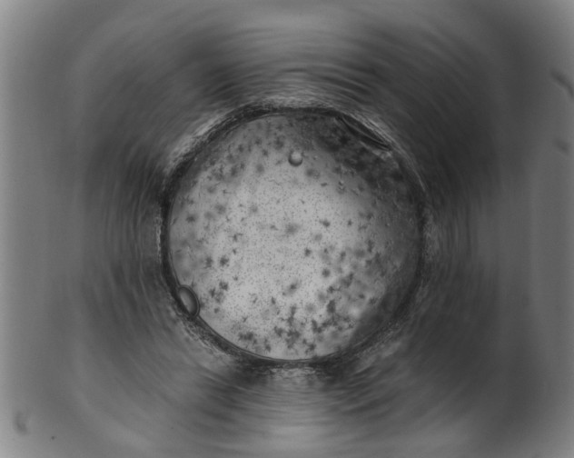 X0000101650446200807241358