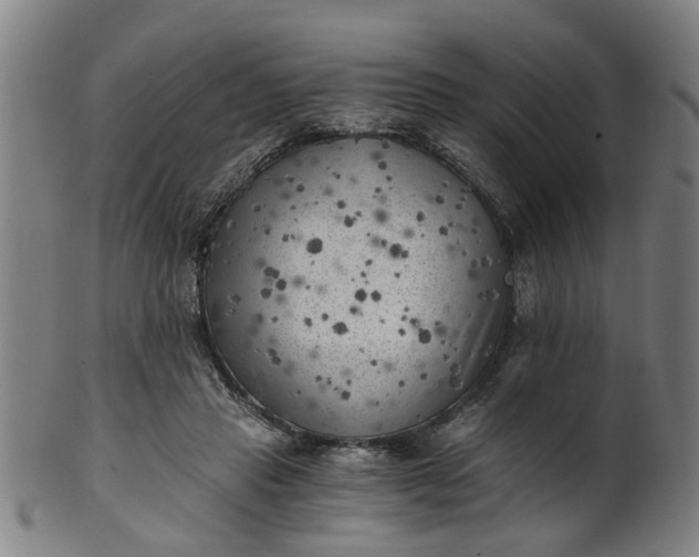 X0000101650453200807241358