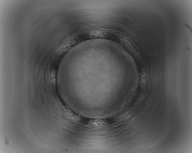 X0000101650466200807241359