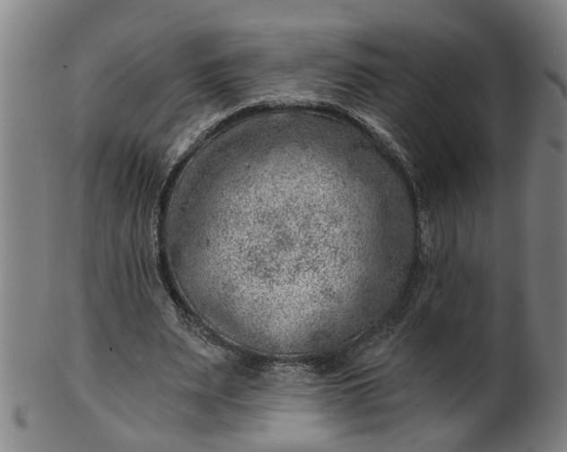 X0000101650487200807241358