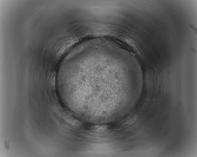 X0000101650495200807241358