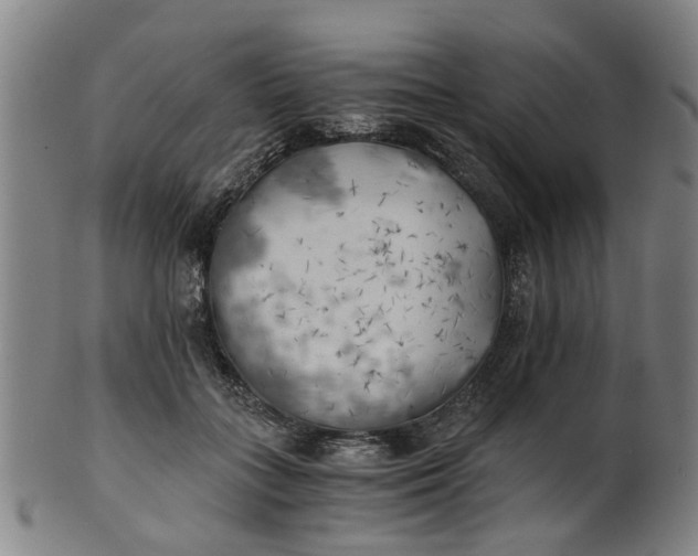 X0000101650555200807241357