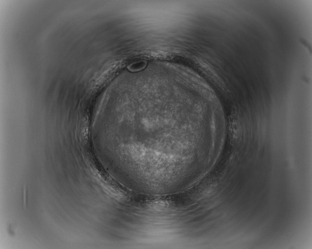 X0000101650593200807241357