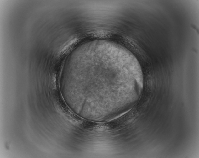 X0000101650696200807241355