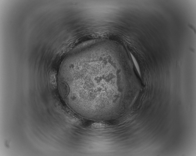 X0000101650699200807241355