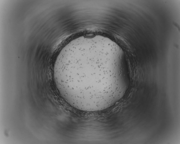 X0000101650776200807241354