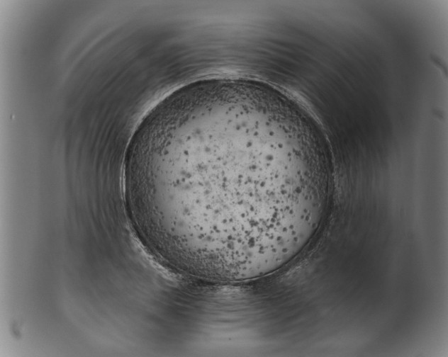 X0000101650839200807241353