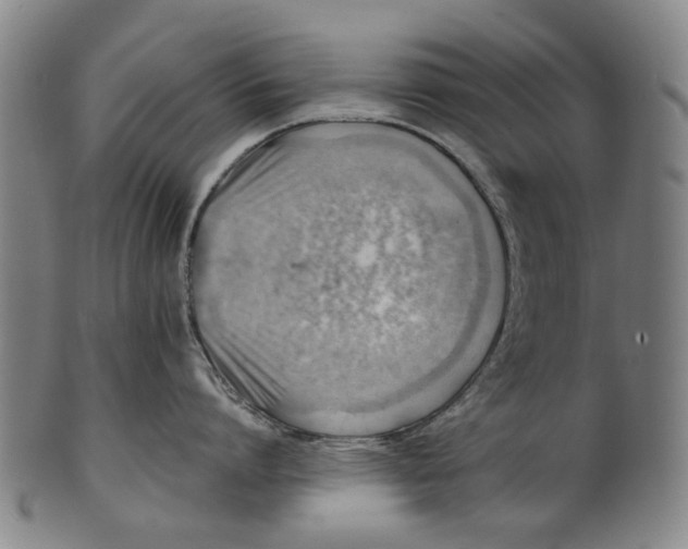 X0000101650864200807241353