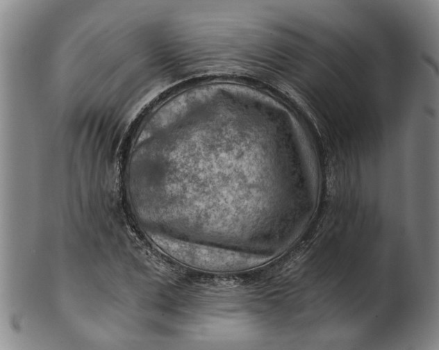 X0000101650975200807241351