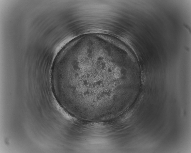 X0000101650995200807241351