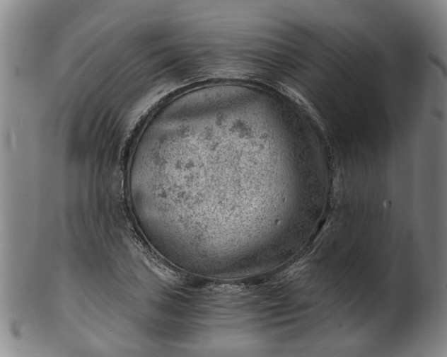 X0000101651027200807241350