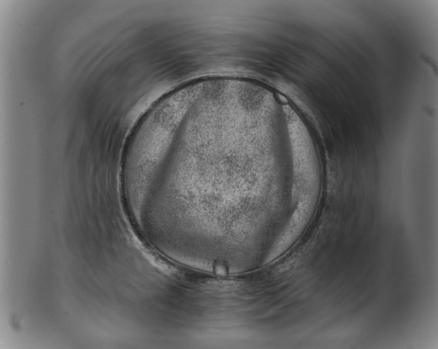 X0000101651237200807241347