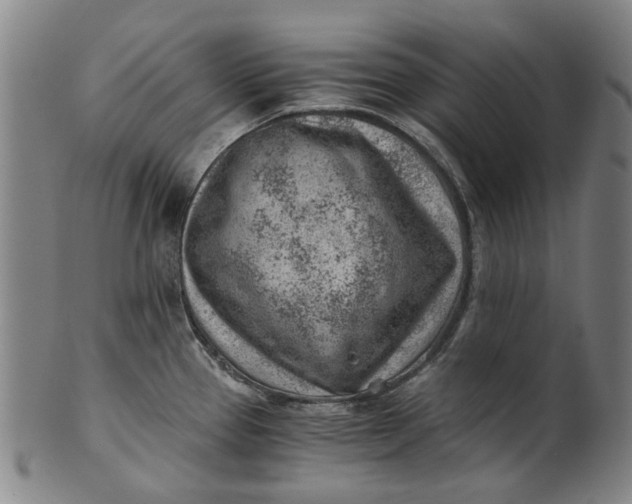 X0000101651337200807241346