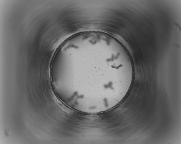 X0000101651388200807241345